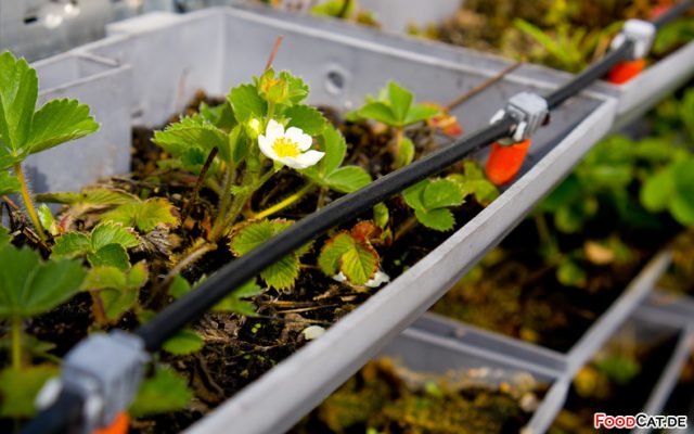 Automa­tische Bewäs­serung für Garten und Balkon mit Gardena, Homematic und FHEM