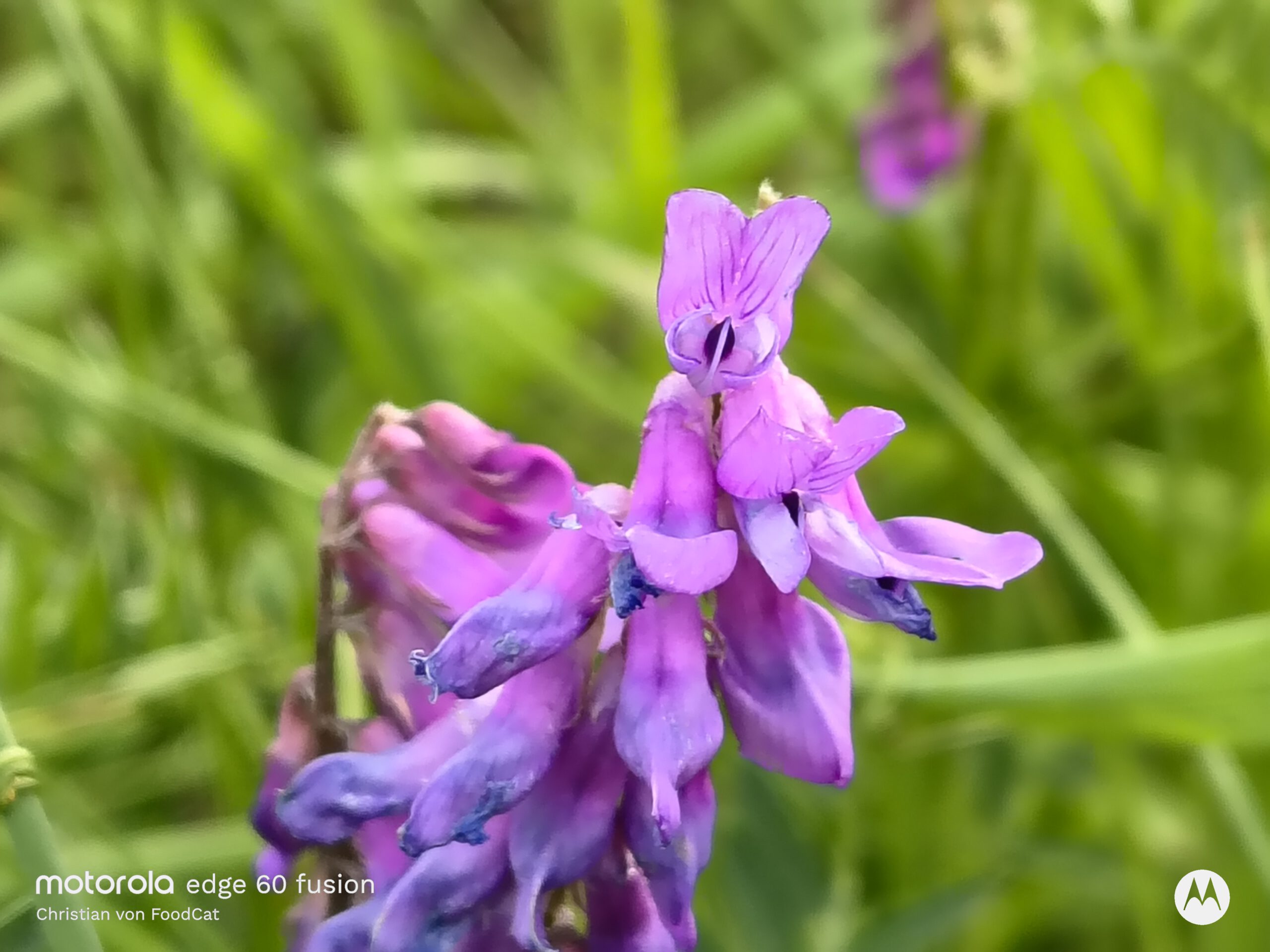 Motorola Edge 60 Fusion - Macro