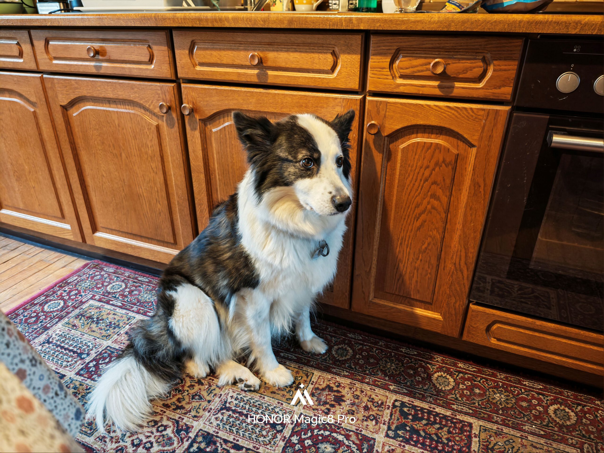 HONOR Magic 8 Pro - HONOR Magic 8 Pro - Nala hält still